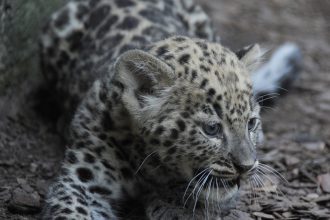 perzsa-leopard