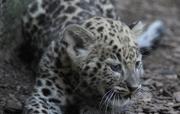 perzsa-leopard
