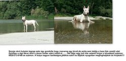 Eltűnt Szonja! Kutyáját keresi olvasónk Győrben
