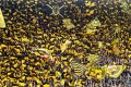 Dortmund-Real, vk-döntő, rajtol a vízilabda ob1 – mai program