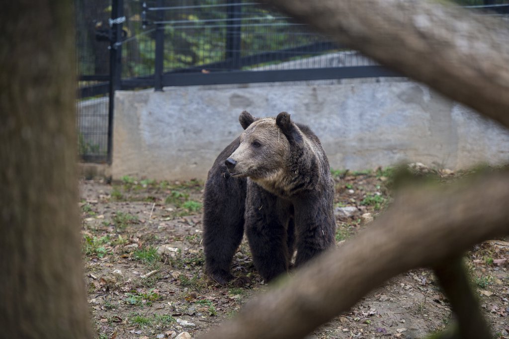 Barna medve (illusztráció) MTI Fotó: Sóki Tamás