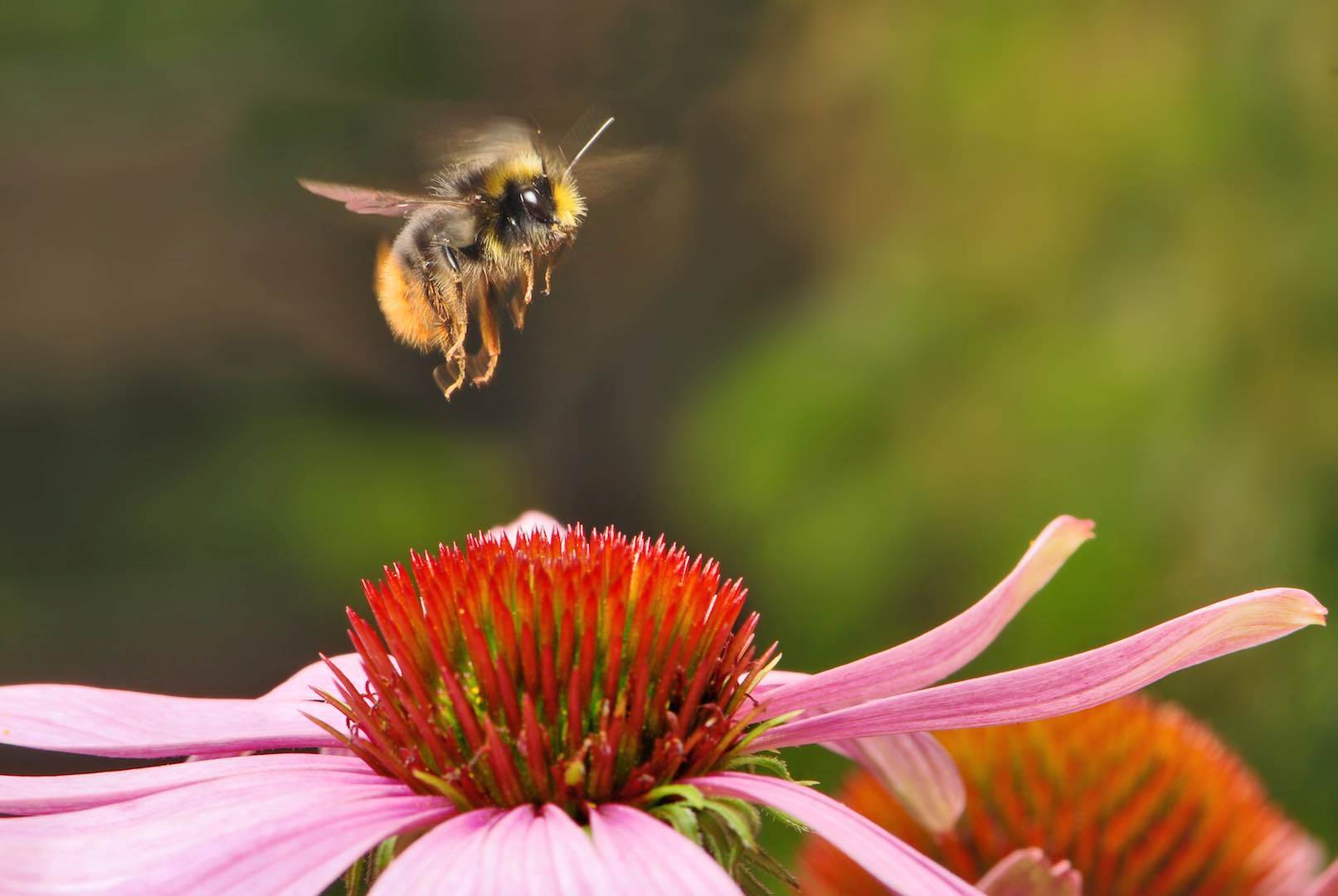 57-féle rovarirtót találtak a háziméhek szervezetében