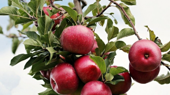 Szabolcsban százezer tonna eladatlan alma van