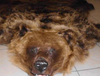 Medveprémet találtak Záhonynál egy ukrán kocsiban