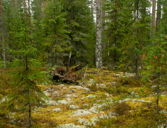 Letarolják Szibéria végtelen erdőségeit a kínaiak