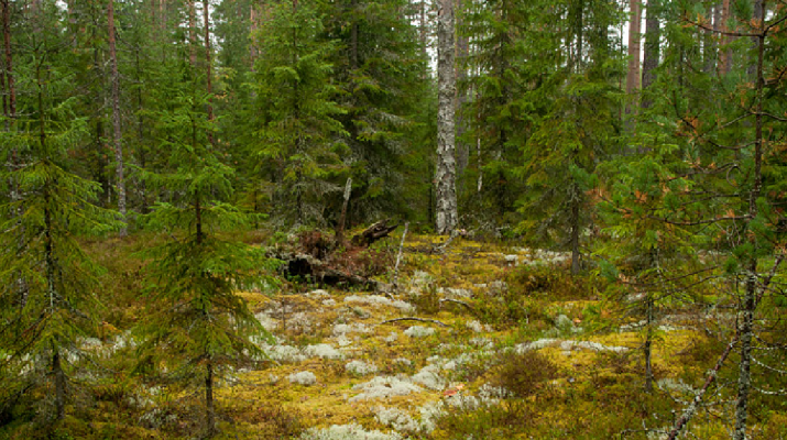 Letarolják Szibéria végtelen erdőségeit a kínaiak