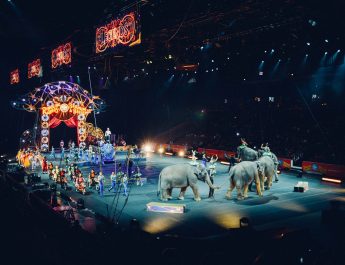 Szeptembertől Szlovákiában is betiltják a vadállatok cirkuszban való szerepeltetését