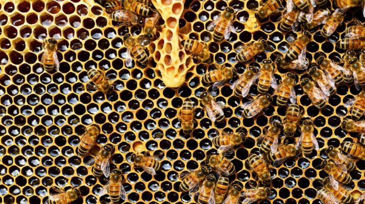 Méhek a kaptárban