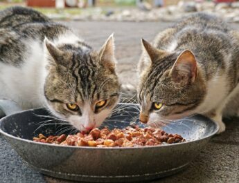 Macskák állateledelt esznek