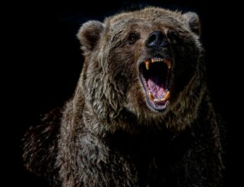 Medve támadás Szlovákiában