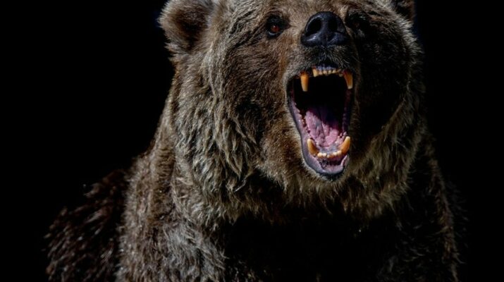 Medve támadás Szlovákiában